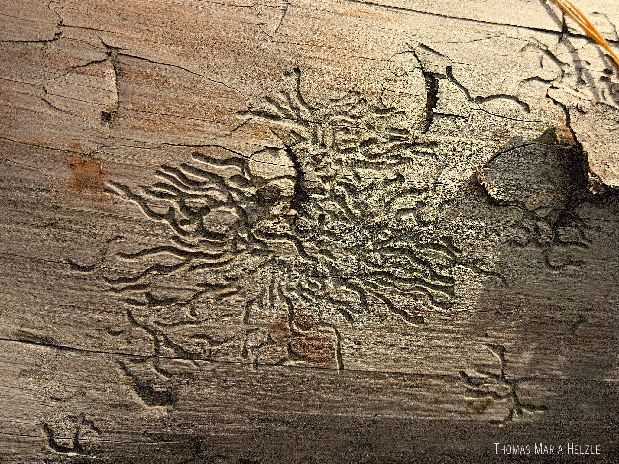 Nahaufnahme der Nagespuren von Holzwürmern auf einem Kiefernstamm. Sie bilden faszinierende Strukturen, die manchmal wie Schriftzeichen, manchmal wie organische Stadtpläne oder abstrakte Schnitzereien wirken.