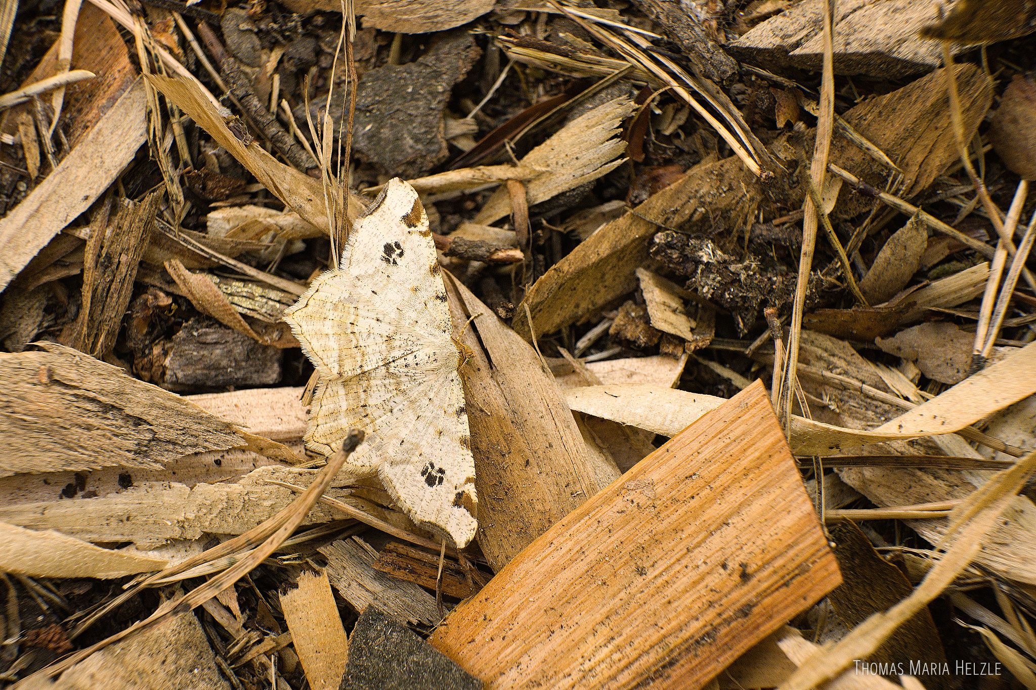 An extremely well disguised moth sitting on the wood shavings from my sculptures. It is beige-white with small abstract pattern onn the wings and was absolutely invisible from a distance...