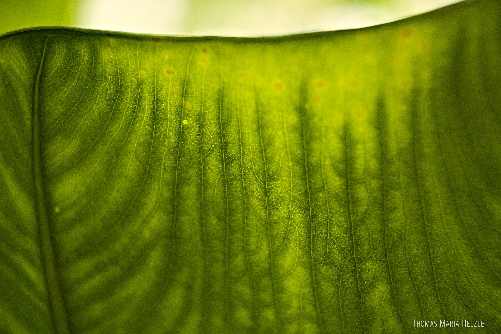 Another macro shot of a leaf against the sun, this one showing smooth organic structures and patterns inside.