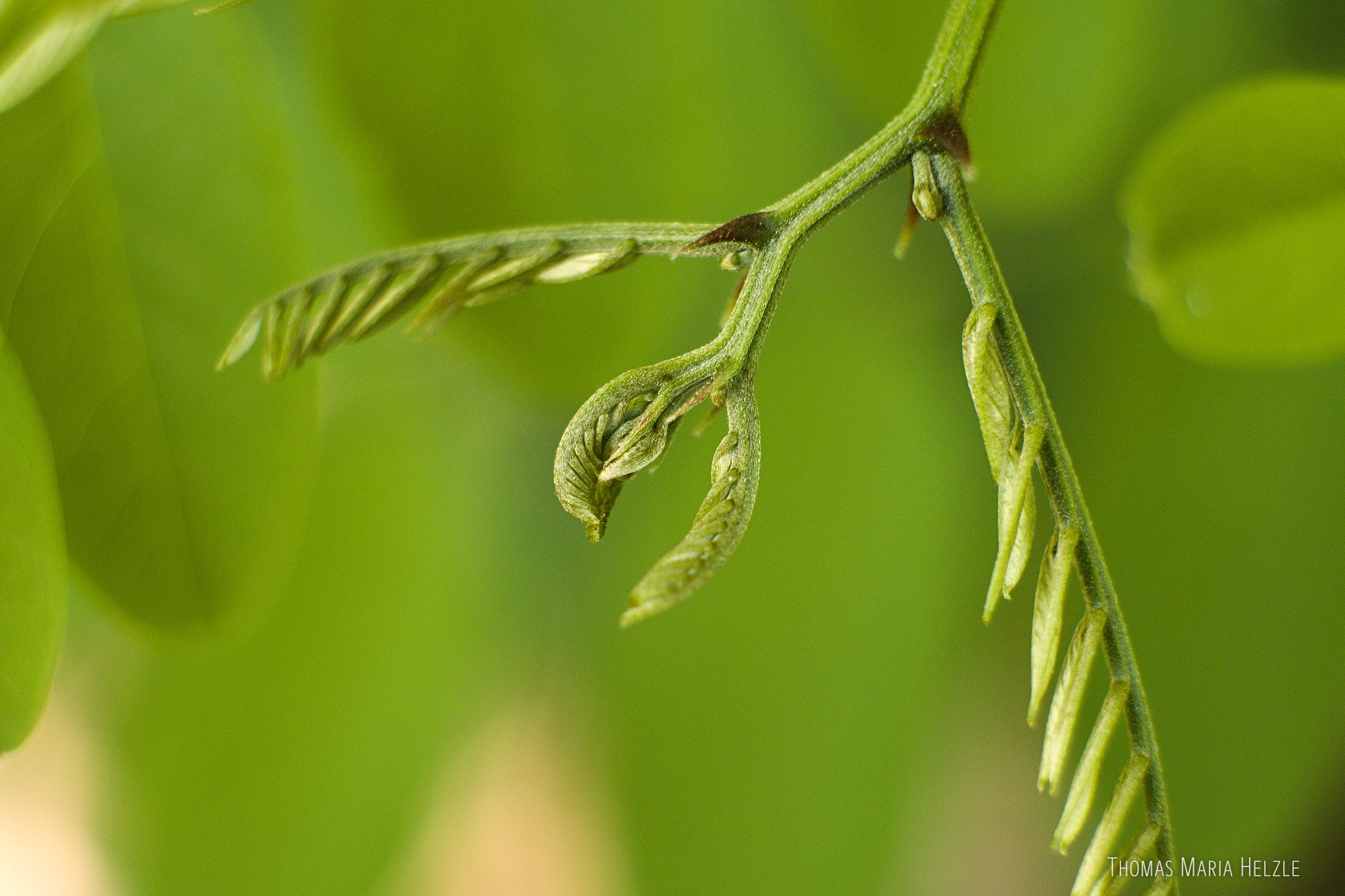 A yellow locust tree leaf unfolds itself like a fractal in spring in this macro shot in front of a blurred green background.