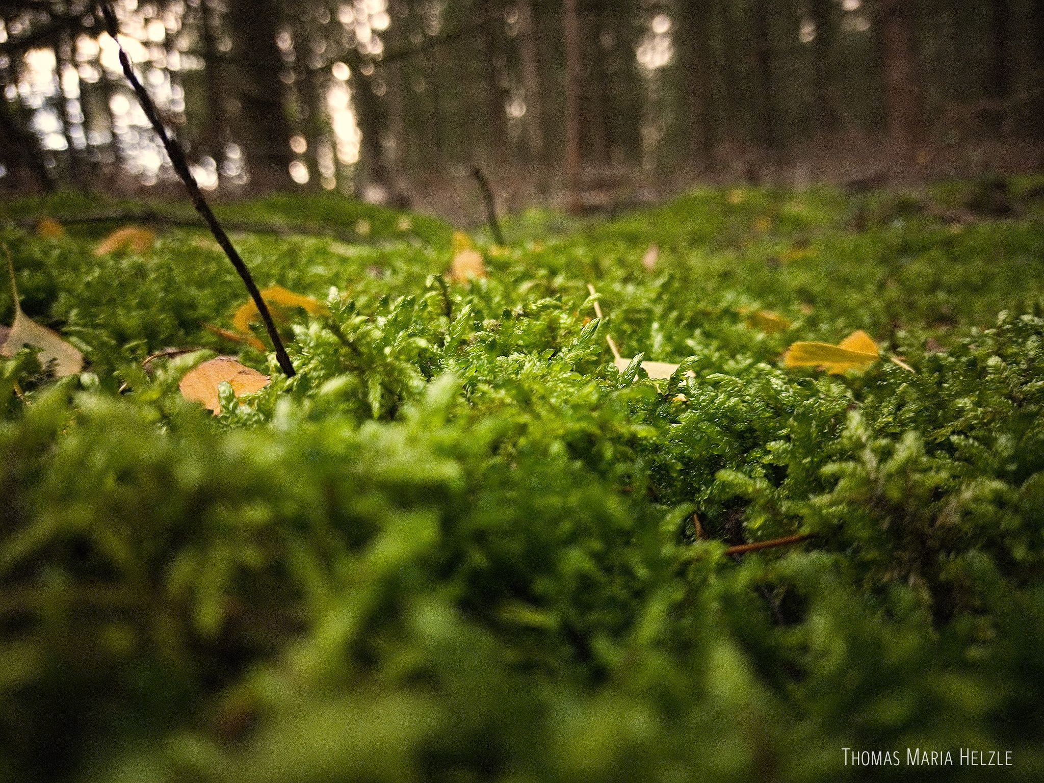 A macro shot from the eye-level of moss on the forest floor with small leaves and little branches strewn about.