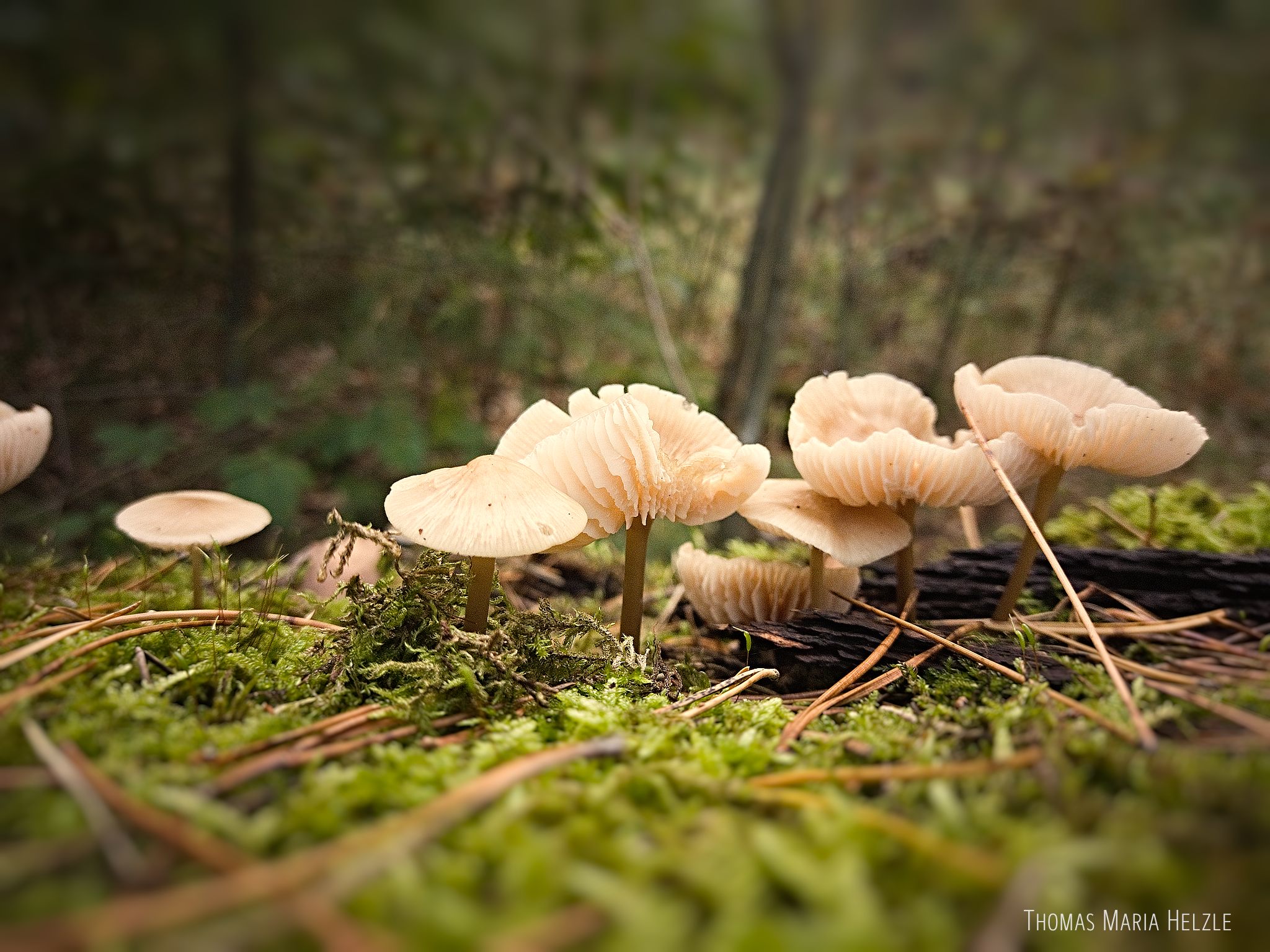 Small light-beige mushrooms grow from a fallen tree that is completely overgrown by moss in this macro shot. They show their gills and there are pine needles lying on the moss.
