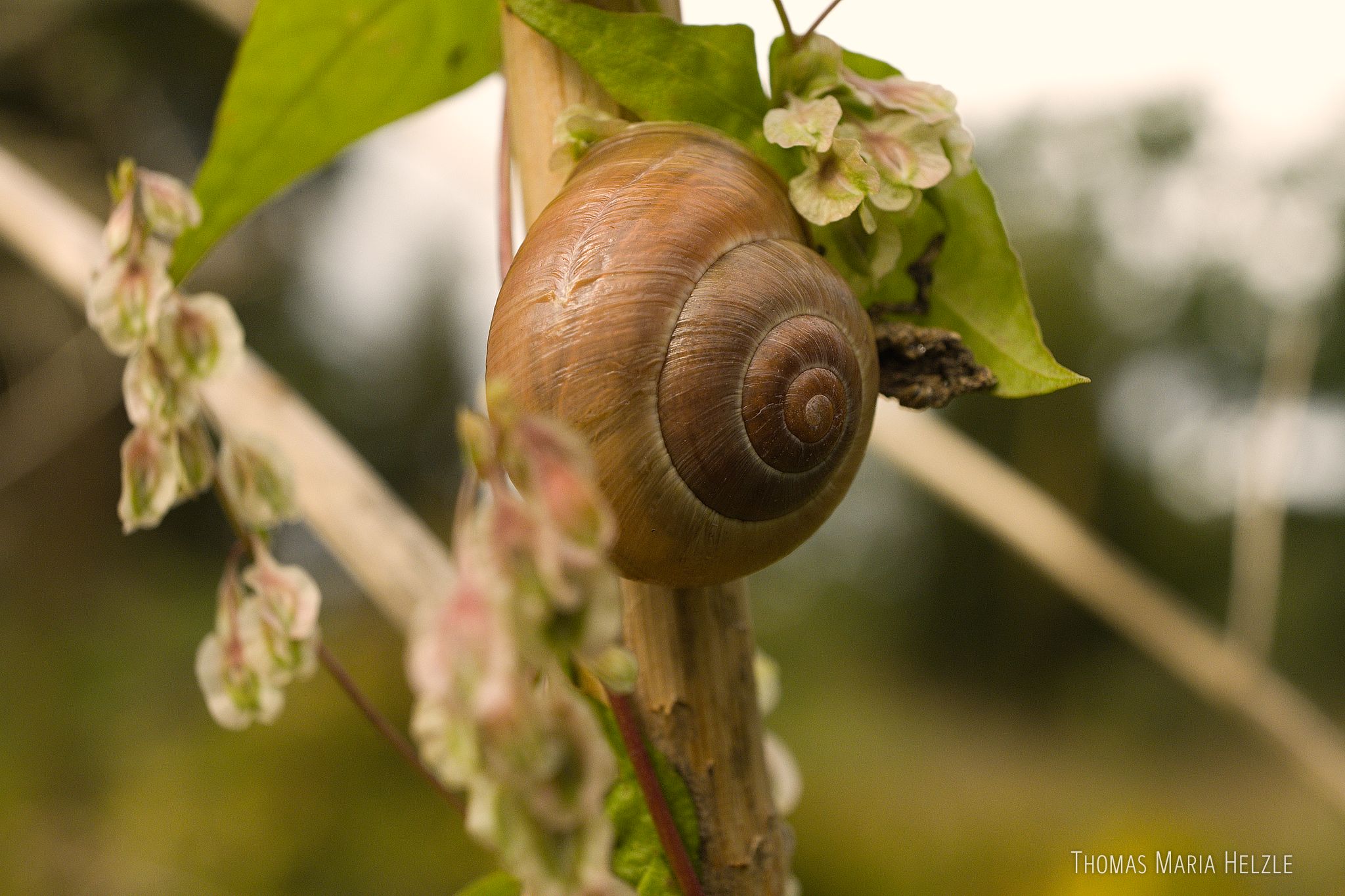 Close up of a snail shell sitting at an upright stick, surrounded by seeds and leaves with blurred landscape behind.
