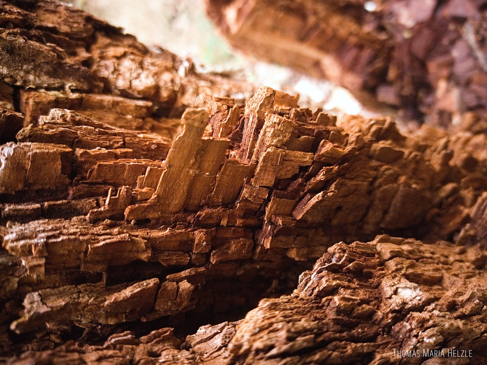 Eine weitere Makroaufnahme des zerstörten Holzes einer riesigen, uralten Eiche. Das Holz zerbröckelt in faszinierend geometrischen Formen, größere und kleinere Rechtecke wirken wie eine Stadt oder ein Containerhafen.