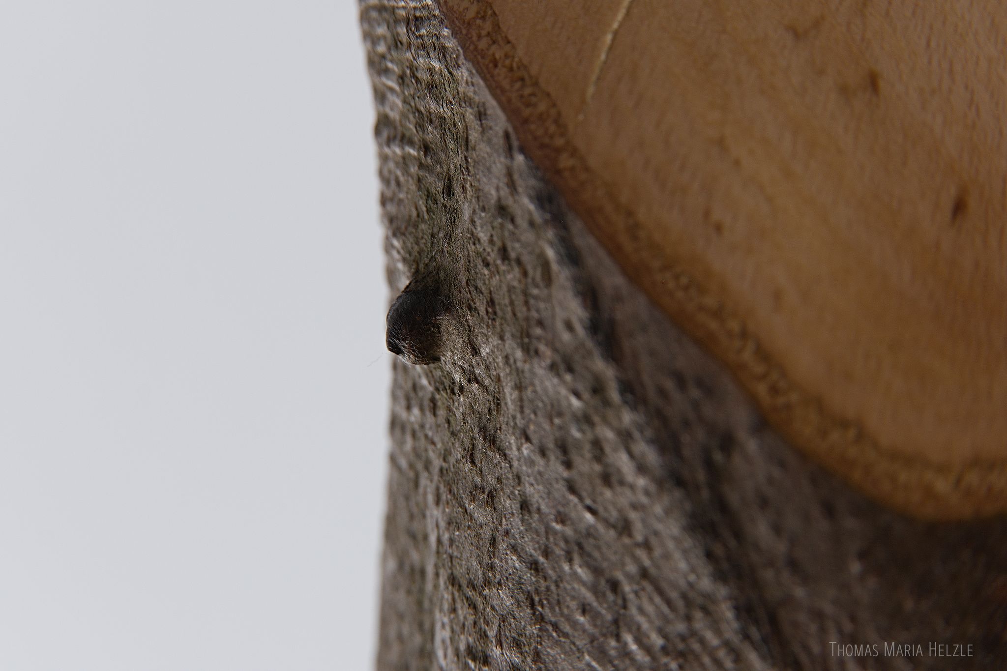 Close up of a little knob growing out of the bark part of the sculpture. A white wall behind reflects on the shiny surface. Strong depth of field makes foreground and background blurry.
