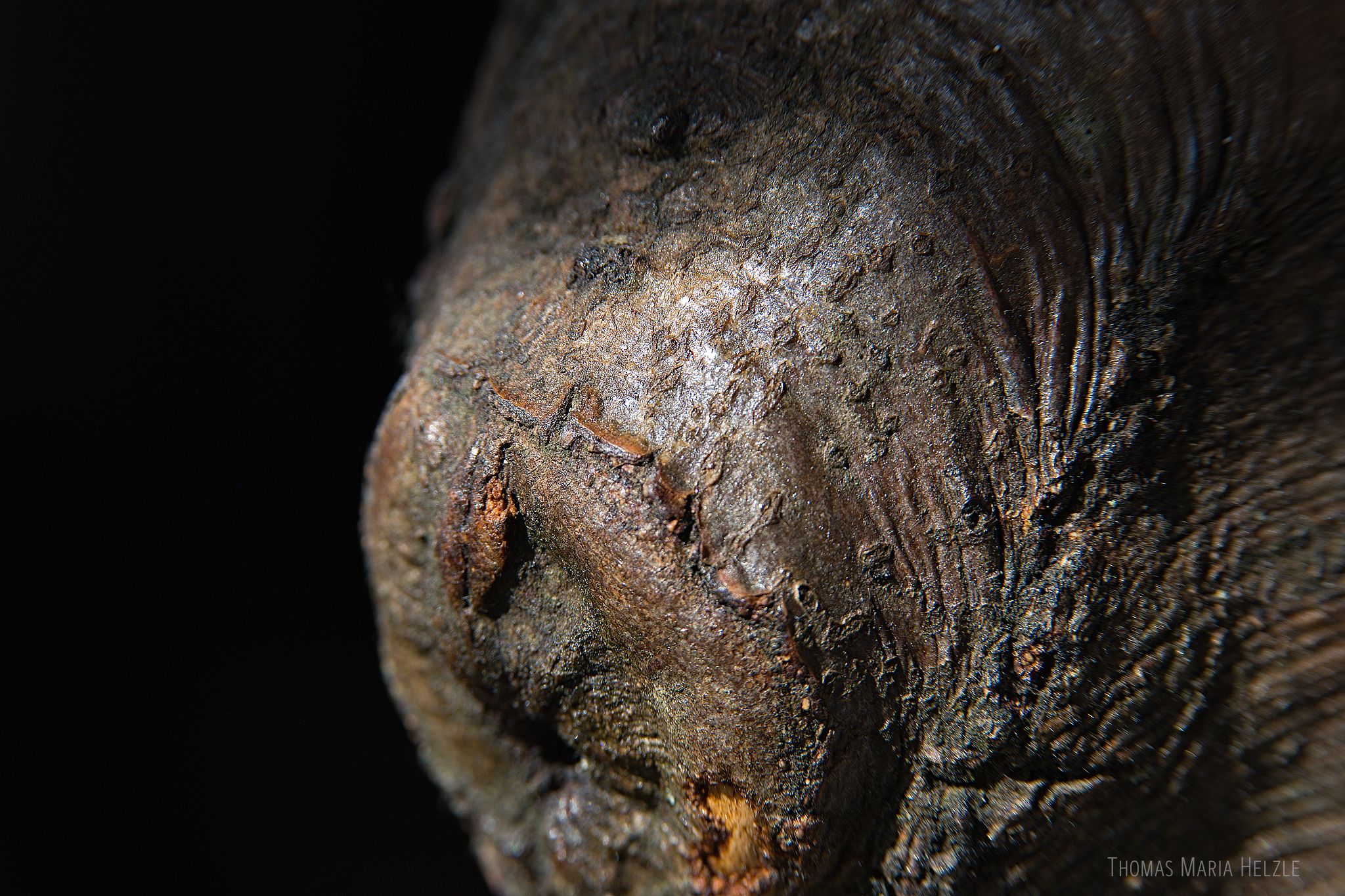 Close up of one of the 'arm stumps', where a branch was cut and bark grew over it, like scar tissue. The bark around it is folded and wrinkled.