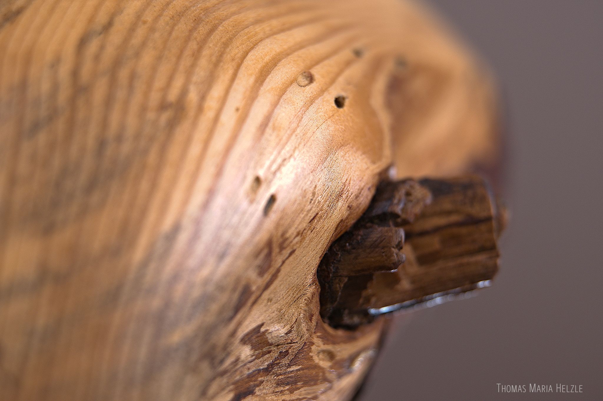 Macro of a little broken-off branch in dark brown surrounded by sculpted pine wood showing strong year-rings and some woodworm holes on a flowing surface.