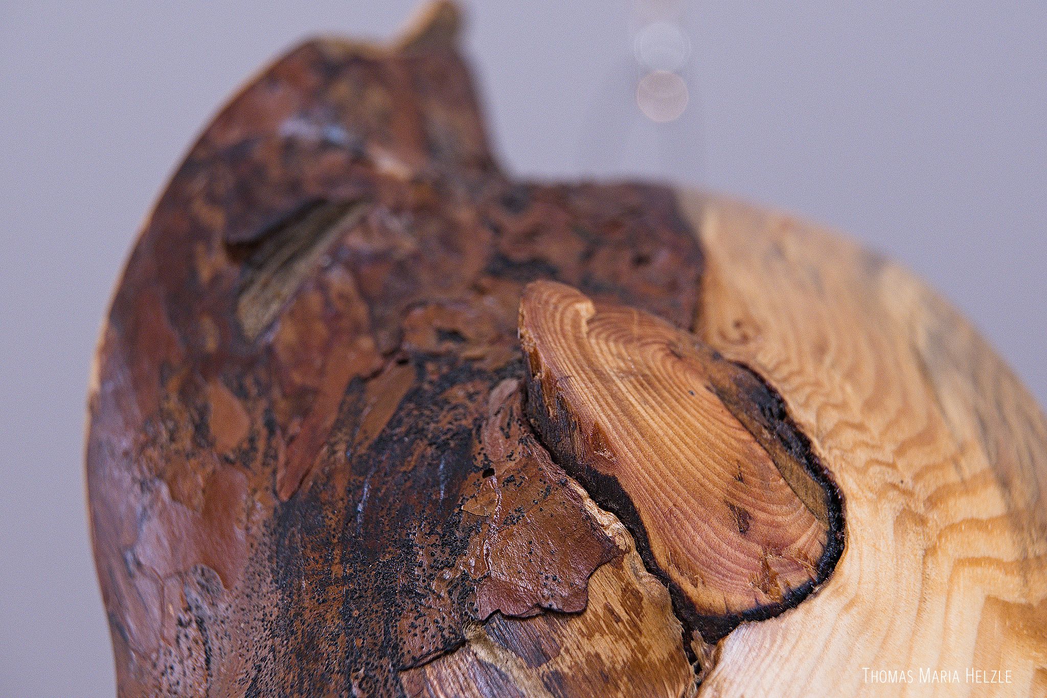 Close up of a sawed off branch, saturated with pine resin, dark red-brown. On the right side there is smooth carved surface, on the left there is bark that shows some kind of mould as small black dots on the warm brown spotted surface.